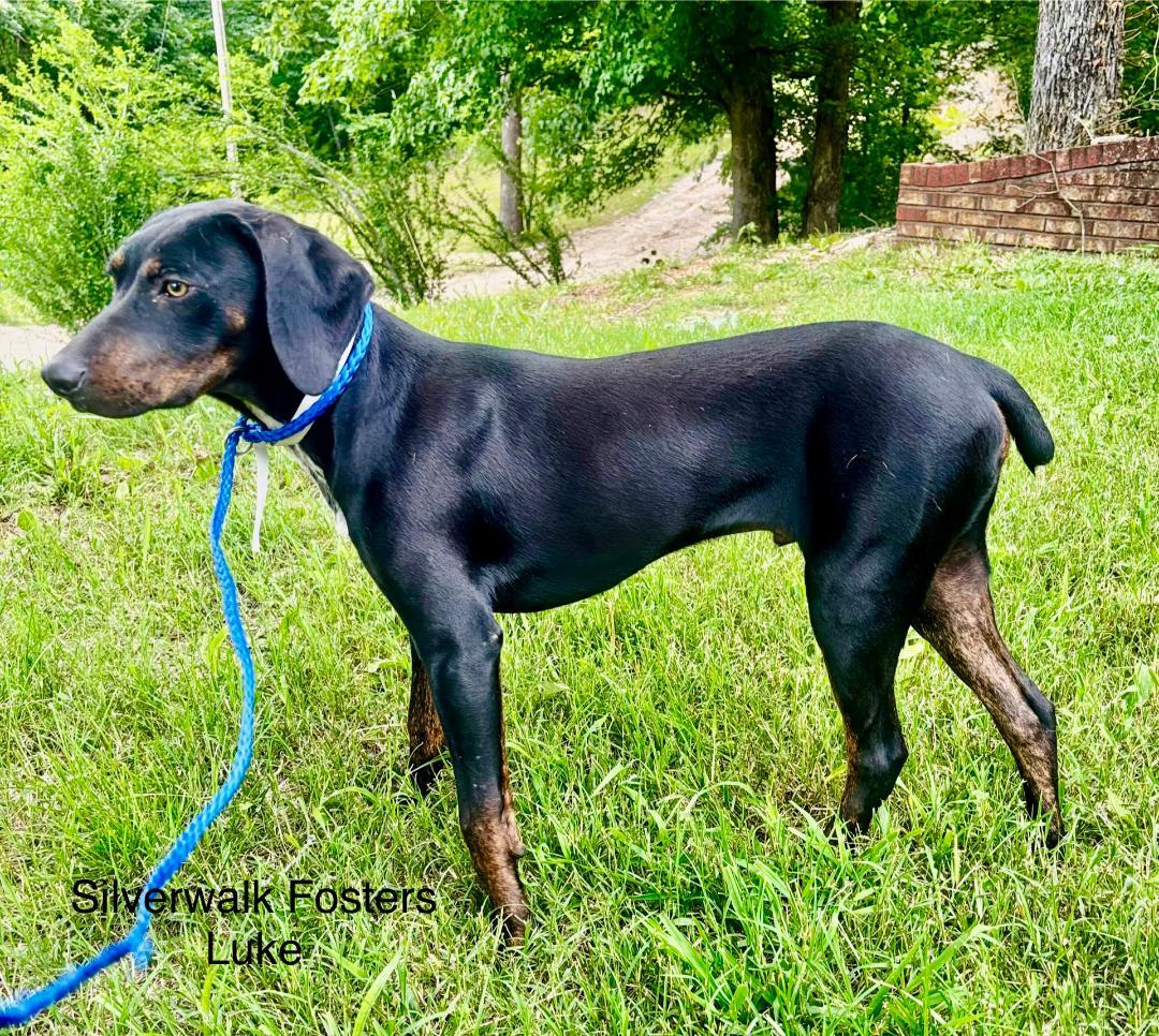 Enlarge Luke, a Adoptable Doberman Pinscher in Saint Charles, MO image 3/3