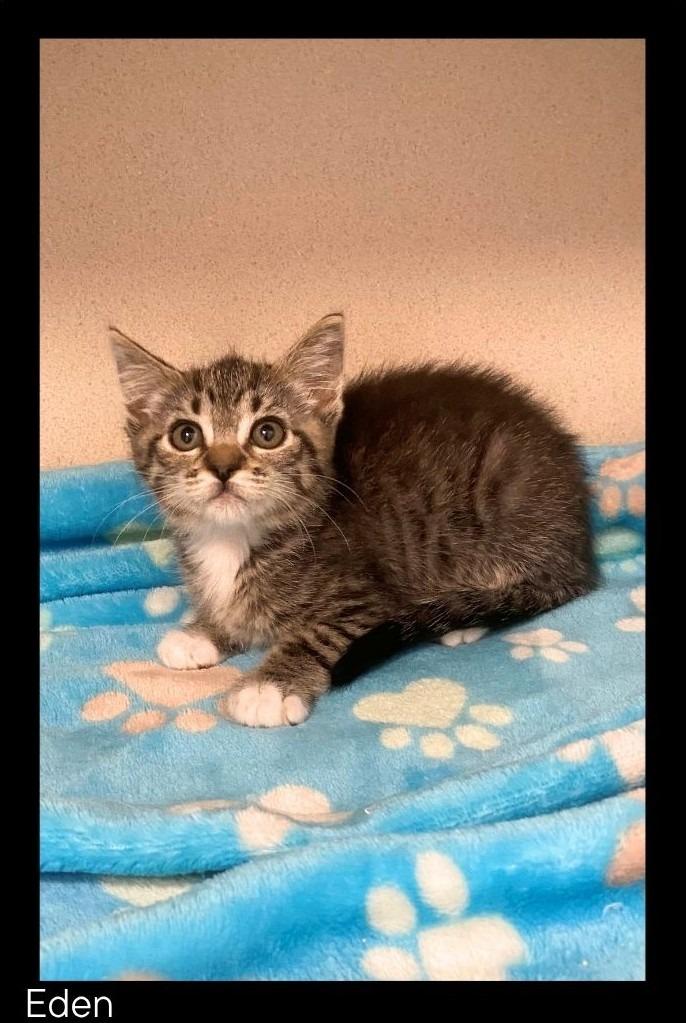 Enlarge Eden, a Adoptable mixed breed in Chino Valley, AZ image 1/2