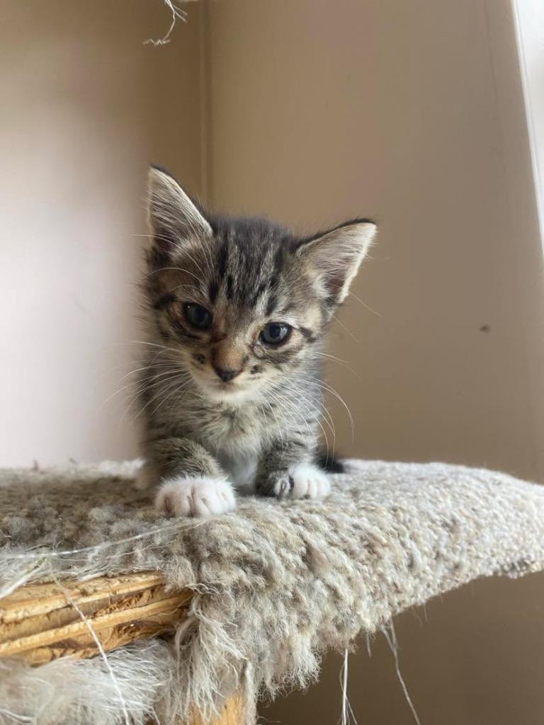 Enlarge Eden, a Adoptable mixed breed in Chino Valley, AZ image 2/2
