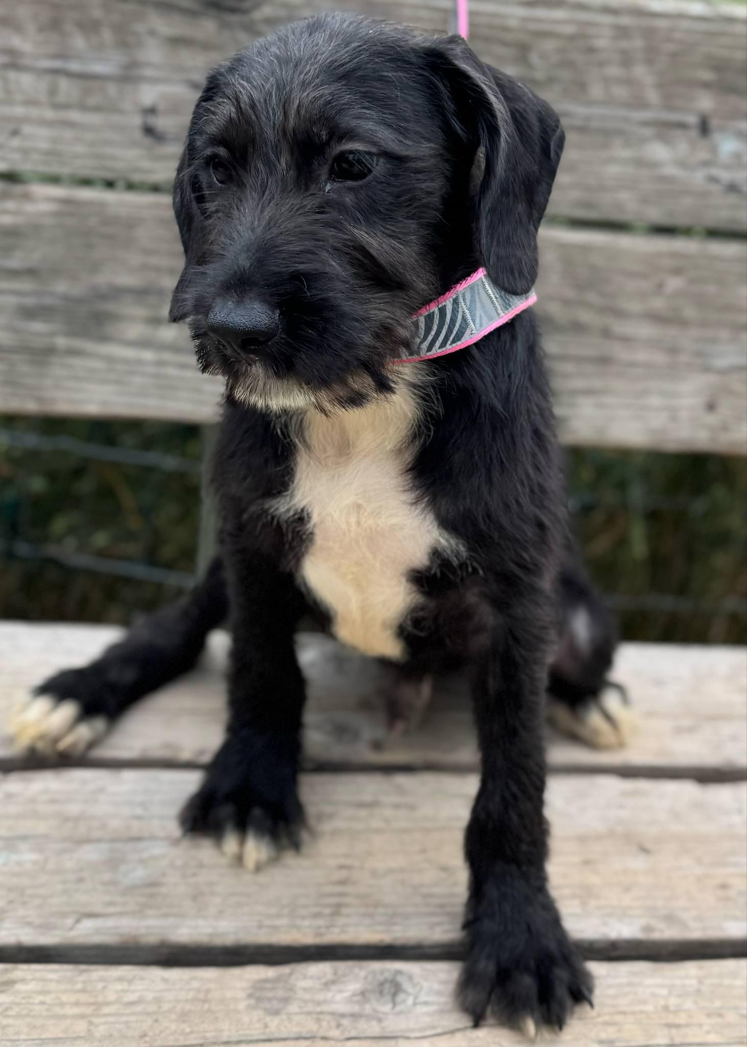 Sheldon, a Adoptable mixed breed in Parsippany, NJ image 1/4