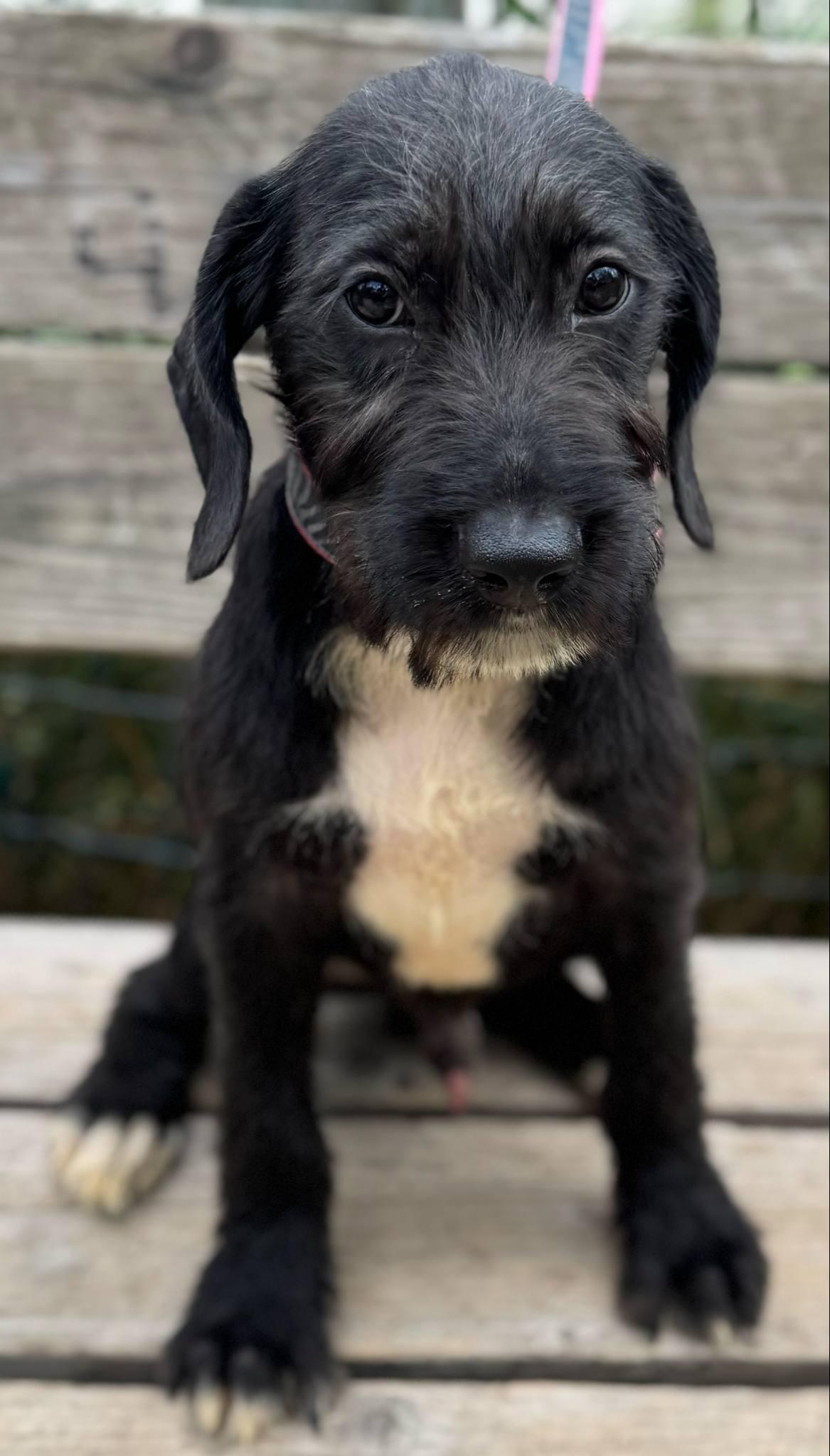 Sheldon, a Adoptable mixed breed in Parsippany, NJ image 2/4