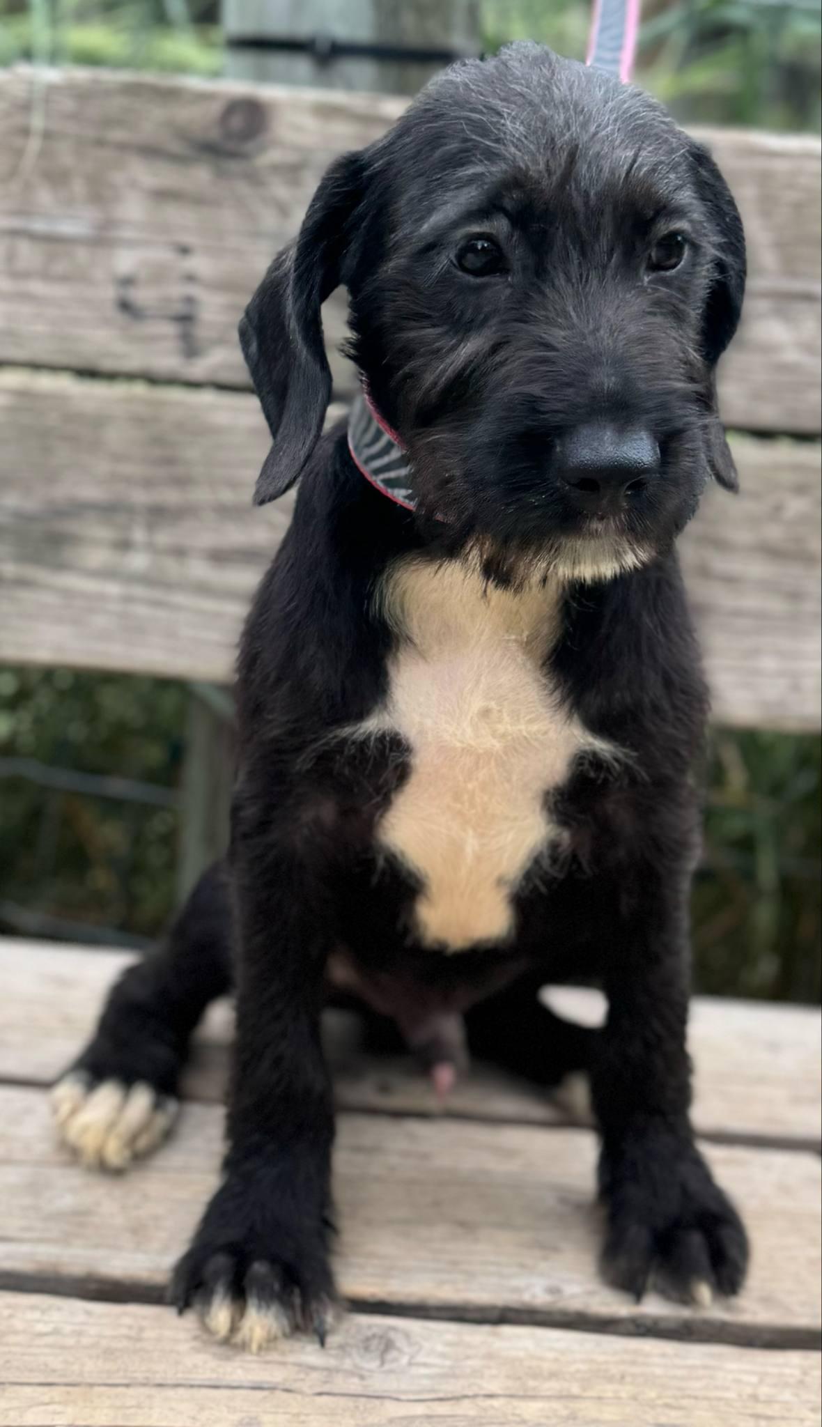 Sheldon, a Adoptable mixed breed in Parsippany, NJ image 3/4