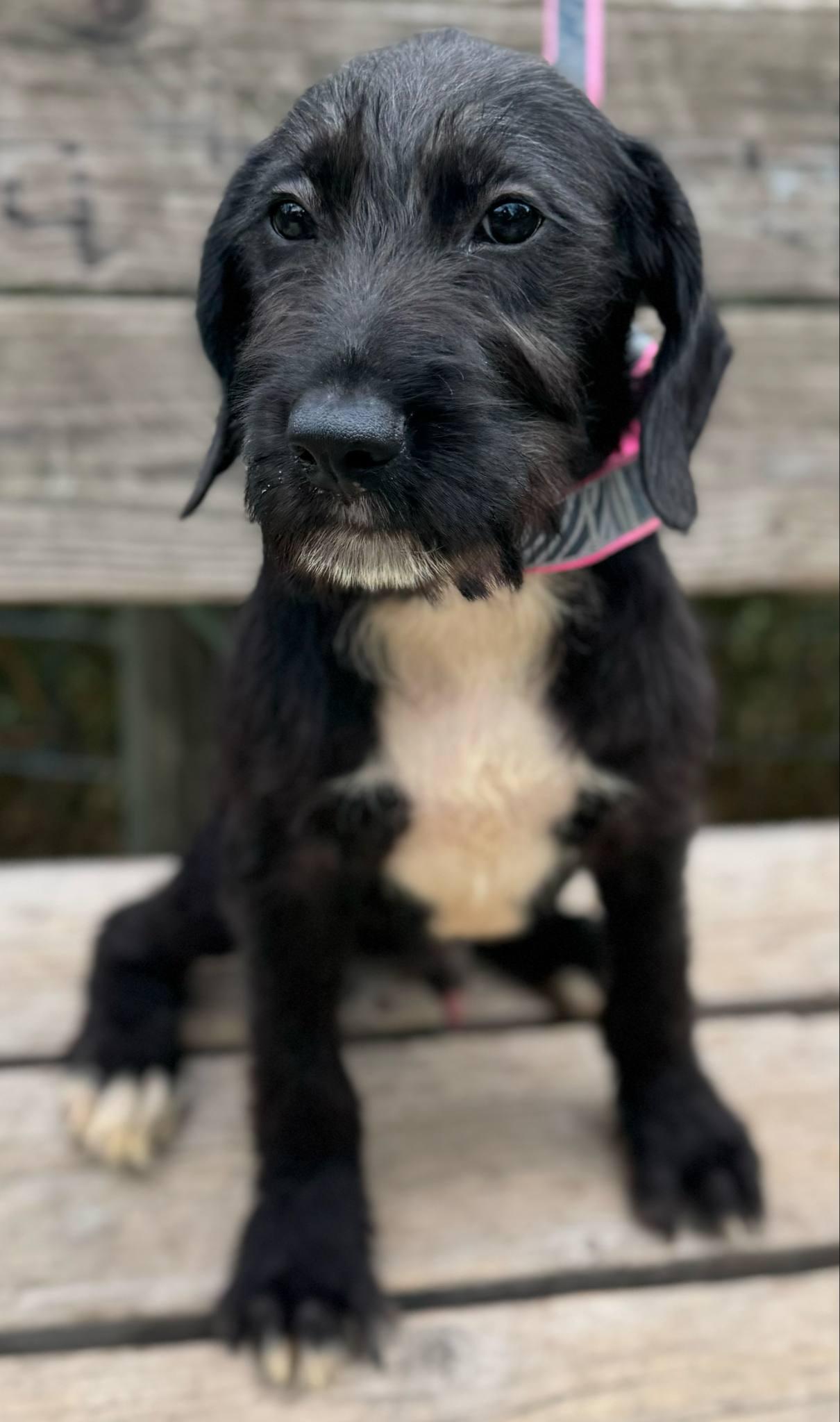 Sheldon, a Adoptable mixed breed in Parsippany, NJ image 4/4