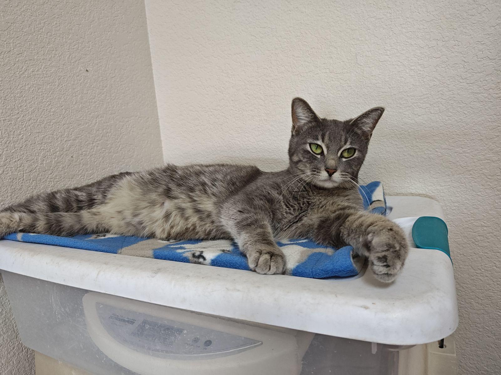 Edna, Adoptable, Adult Female Domestic Short Hair.