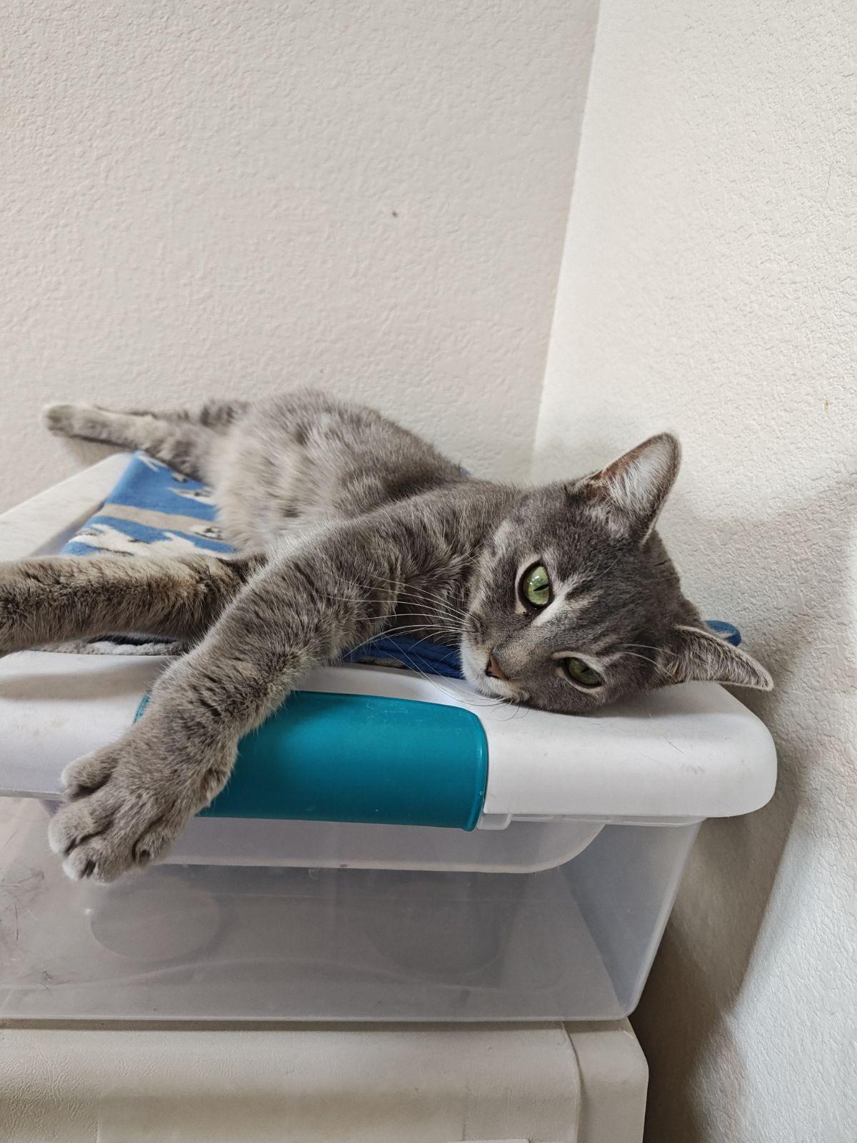 Enlarge Edna, a Adoptable Domestic Short Hair in Wahpeton, ND image 2/3