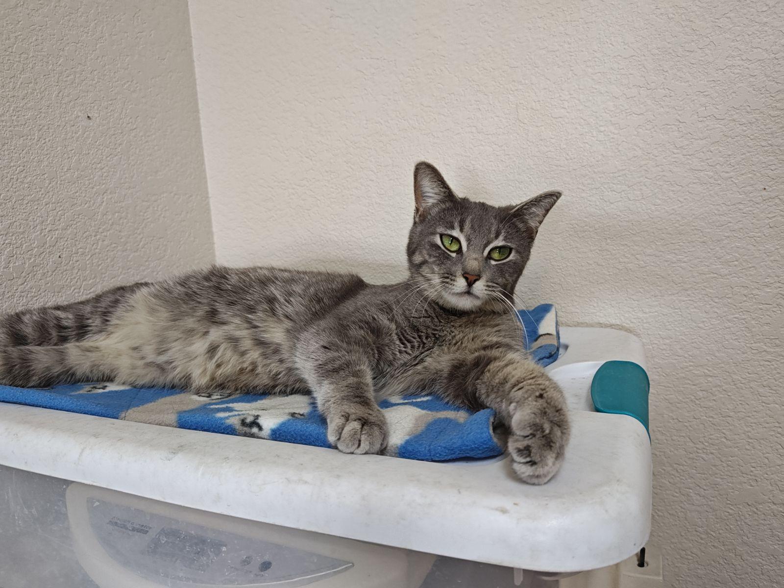 Enlarge Edna, a Adoptable Domestic Short Hair in Wahpeton, ND image 3/3