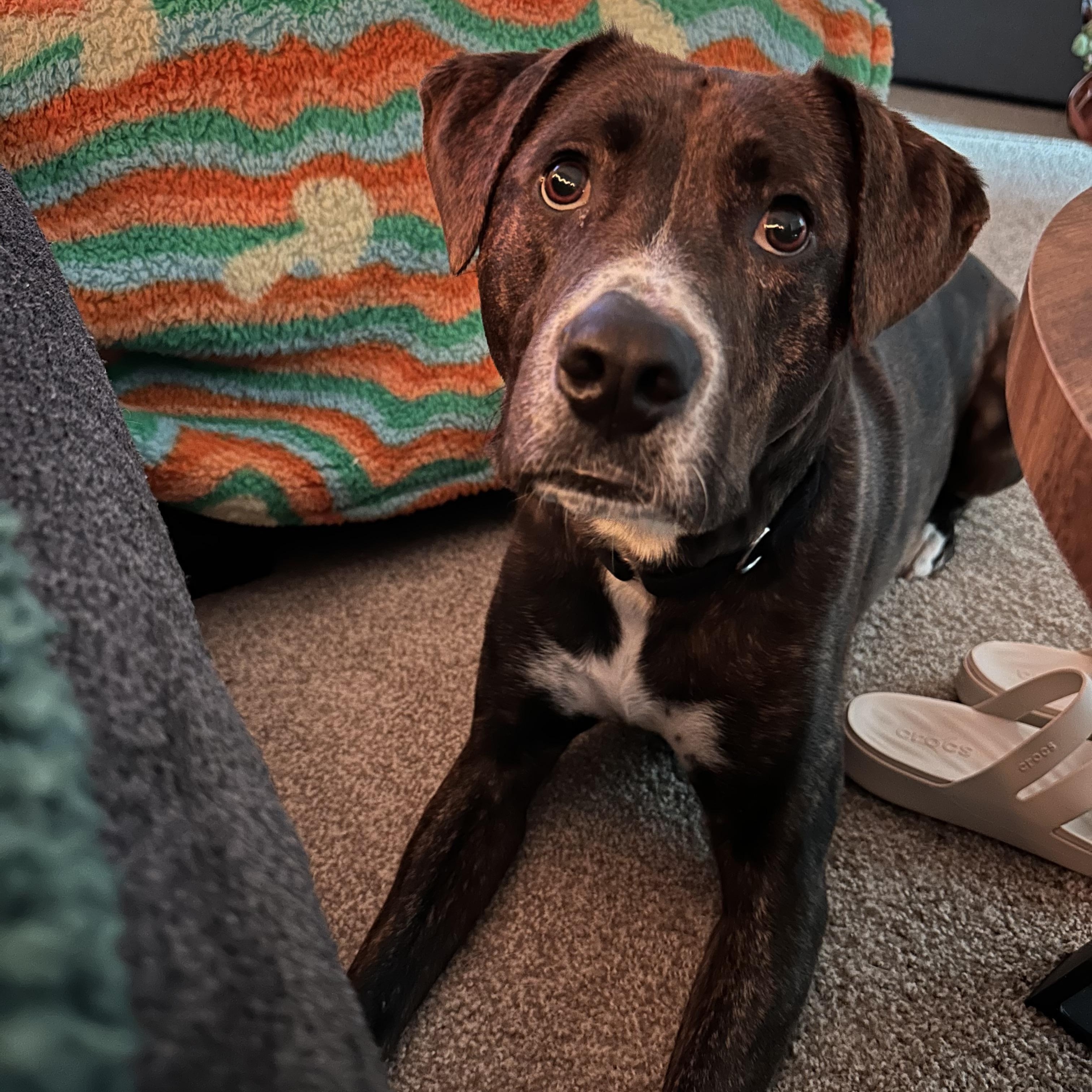 Rocco, Adoptable, Adult Male Mixed Breed & Terrier.