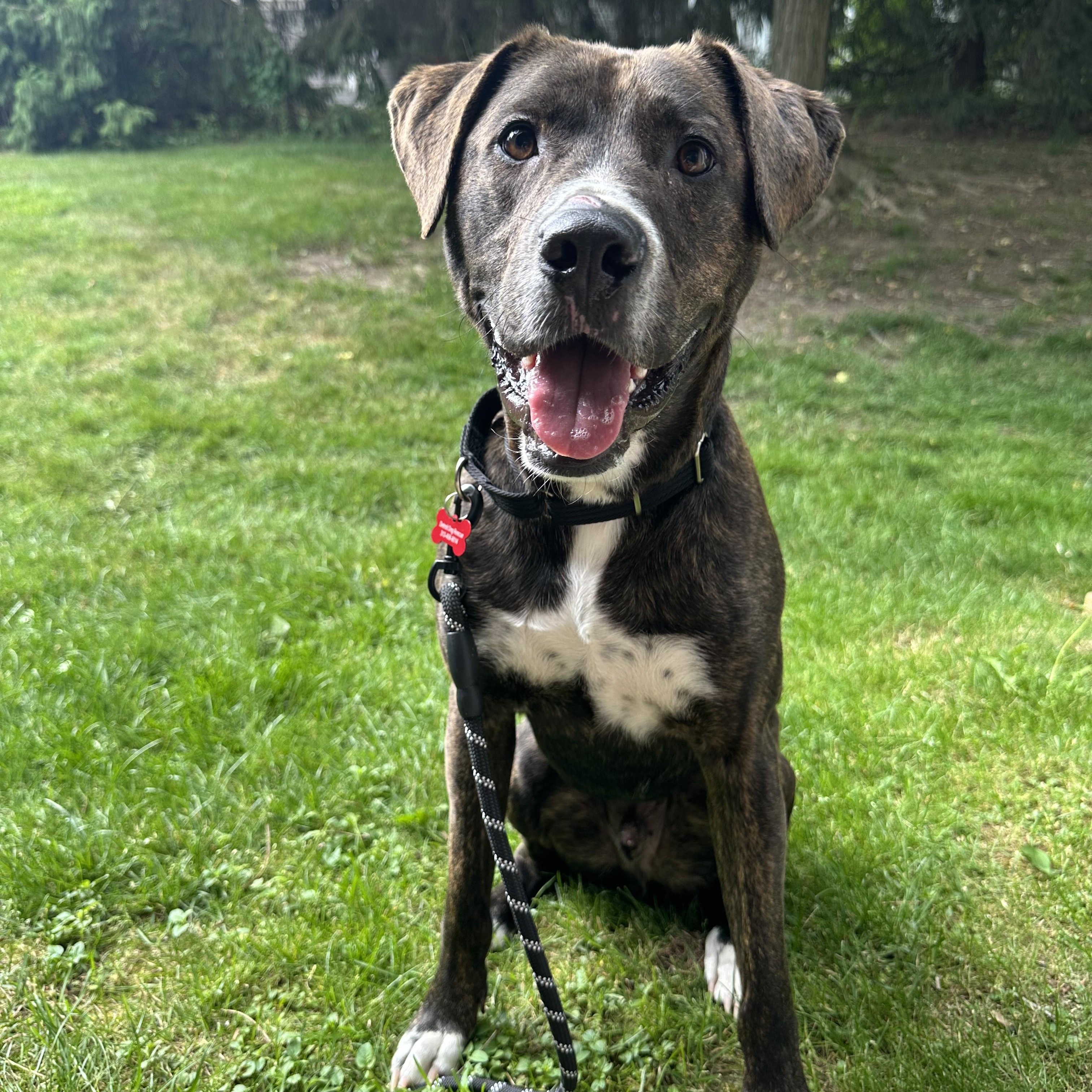 Enlarge Rocco, a Adoptable mixed breed in Detroit, MI image 3/6
