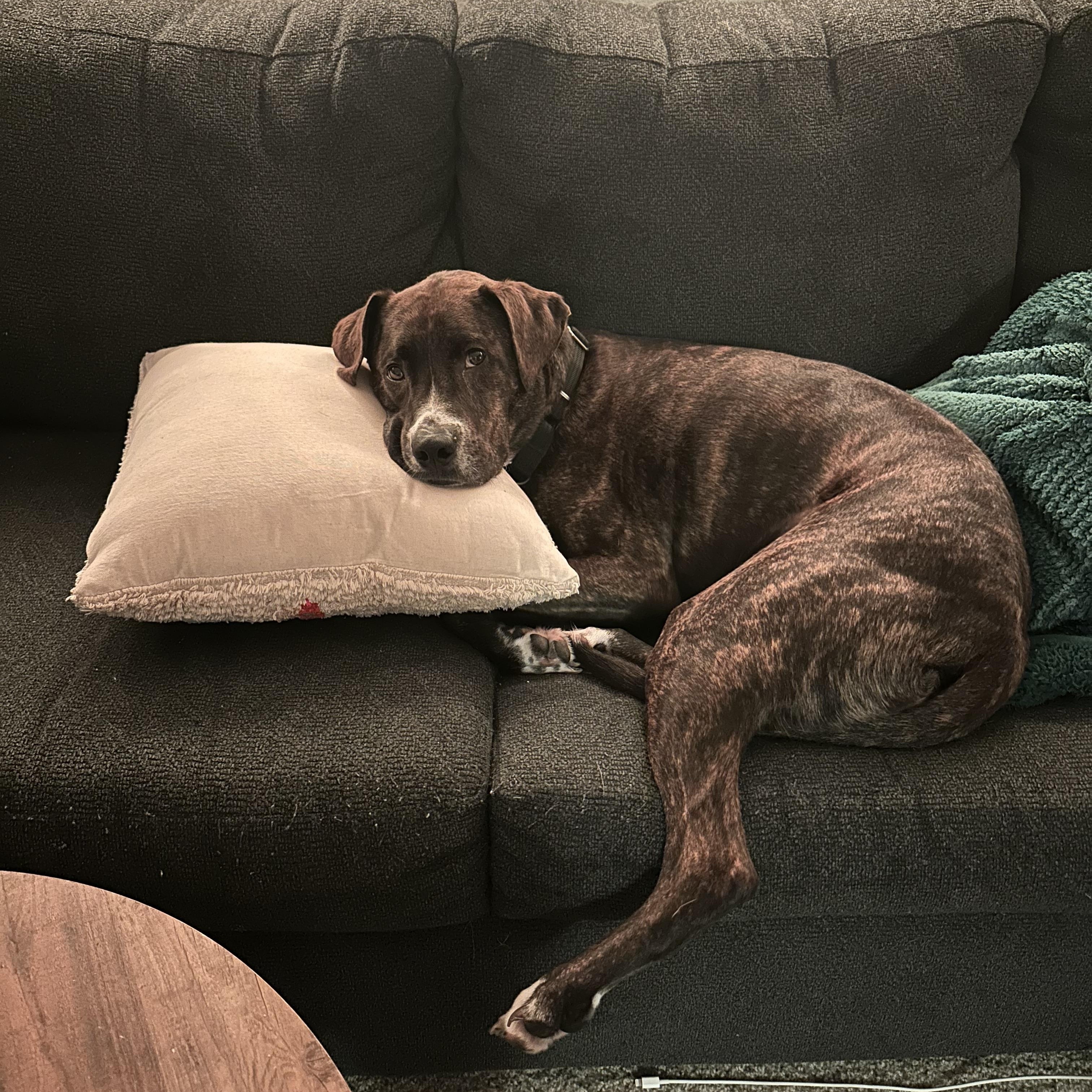 Enlarge Rocco, a Adoptable mixed breed in Detroit, MI image 2/6