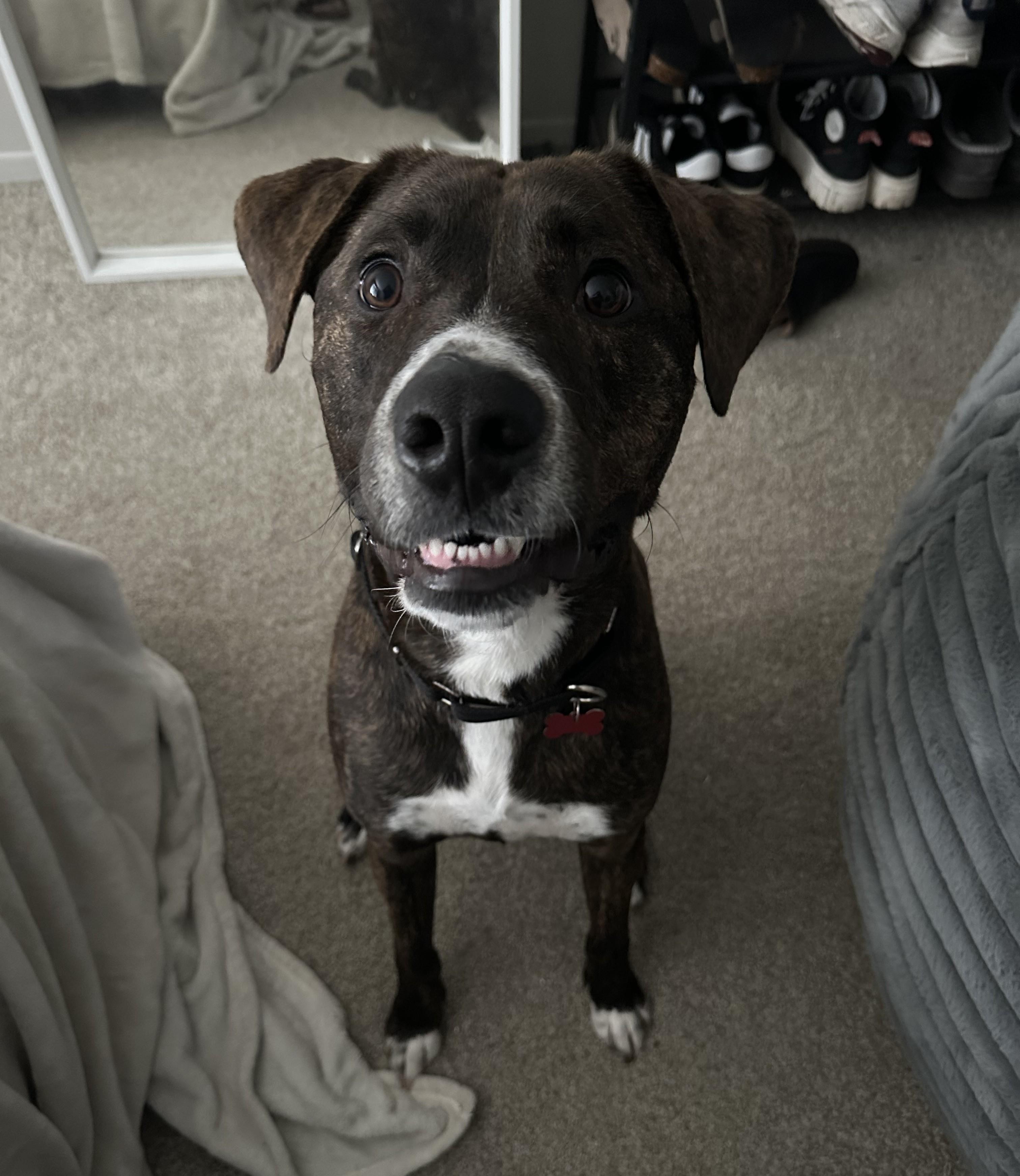 Enlarge Rocco, a Adoptable mixed breed in Detroit, MI image 4/6