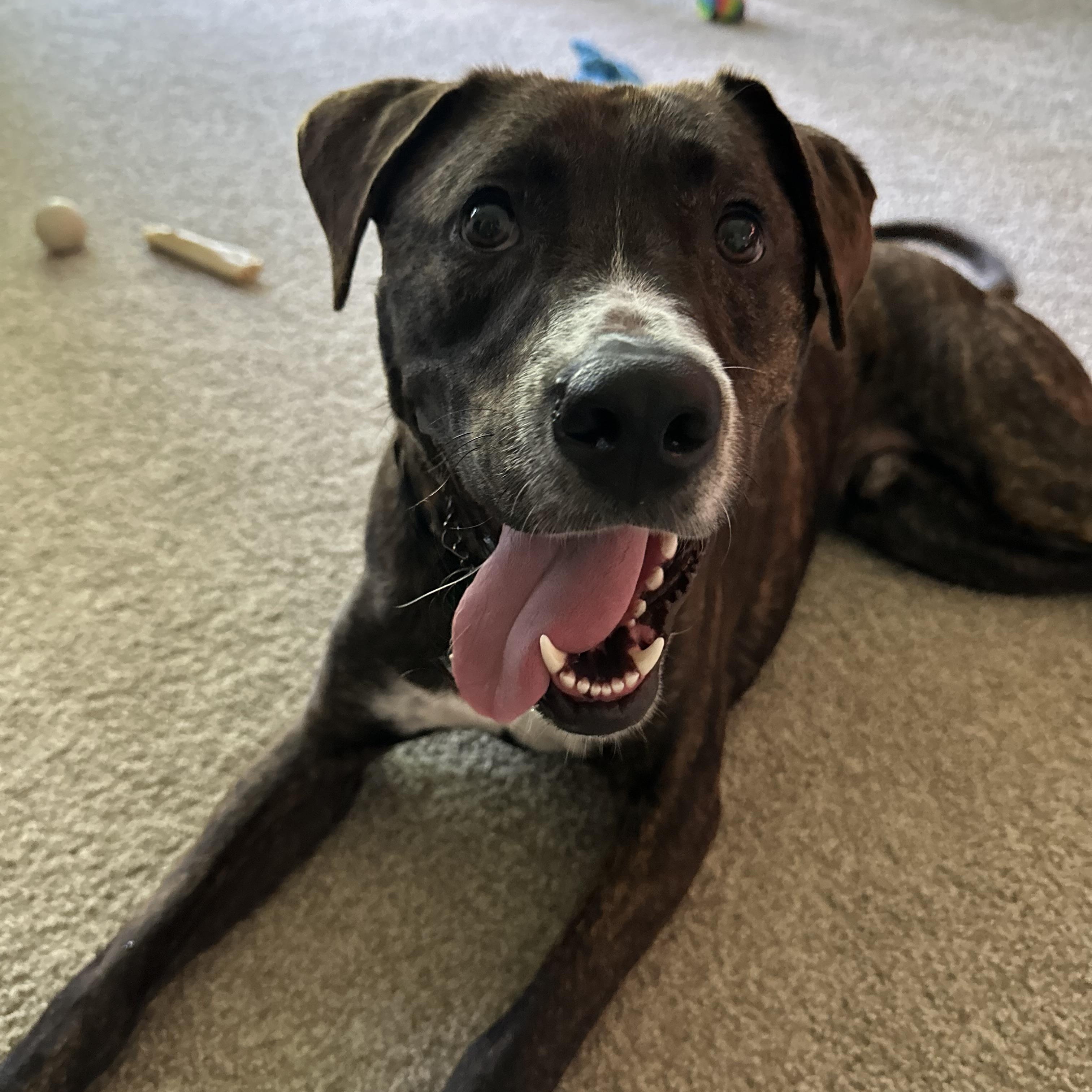 Enlarge Rocco, a Adoptable mixed breed in Detroit, MI image 6/6