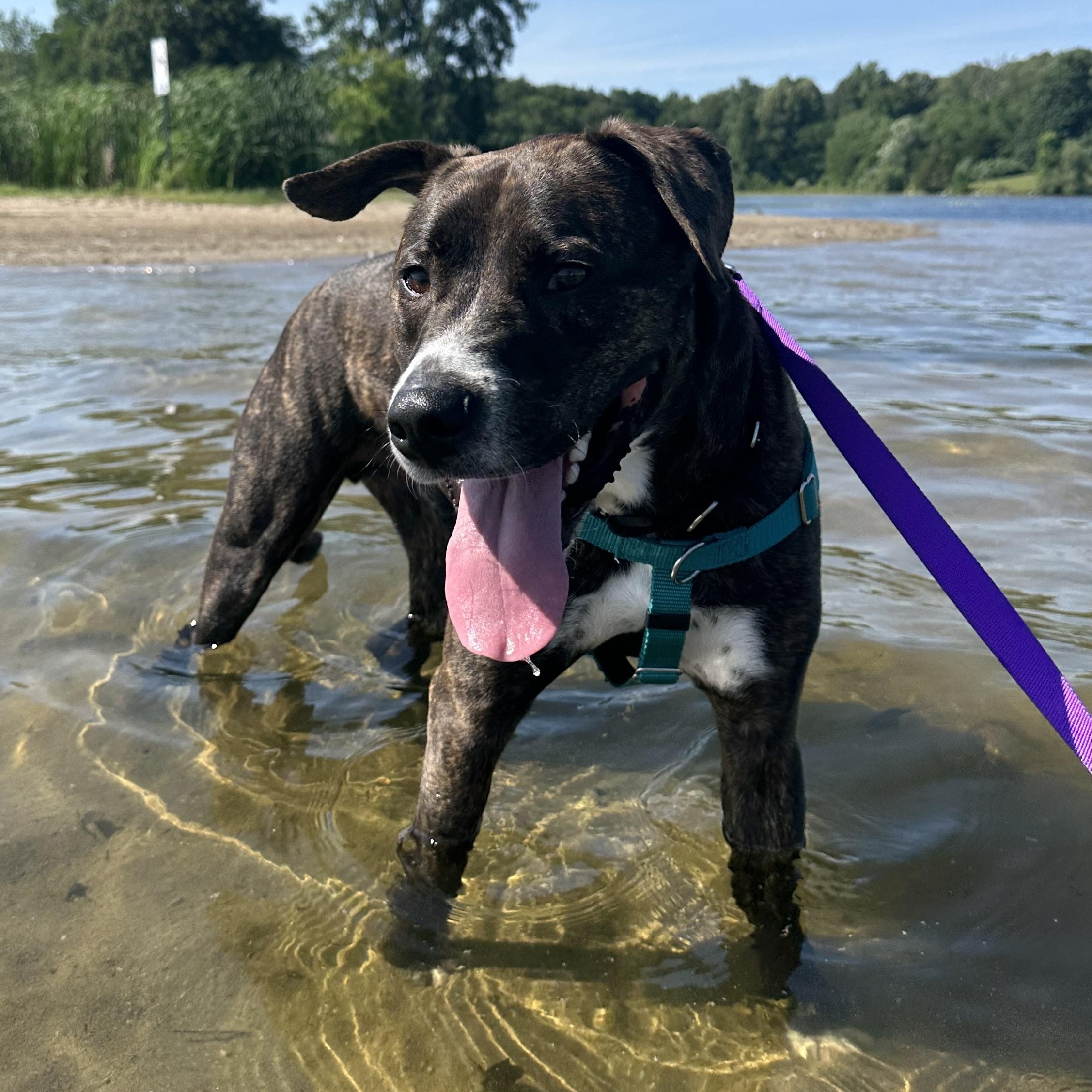 Enlarge Rocco, a Adoptable mixed breed in Detroit, MI image 5/6