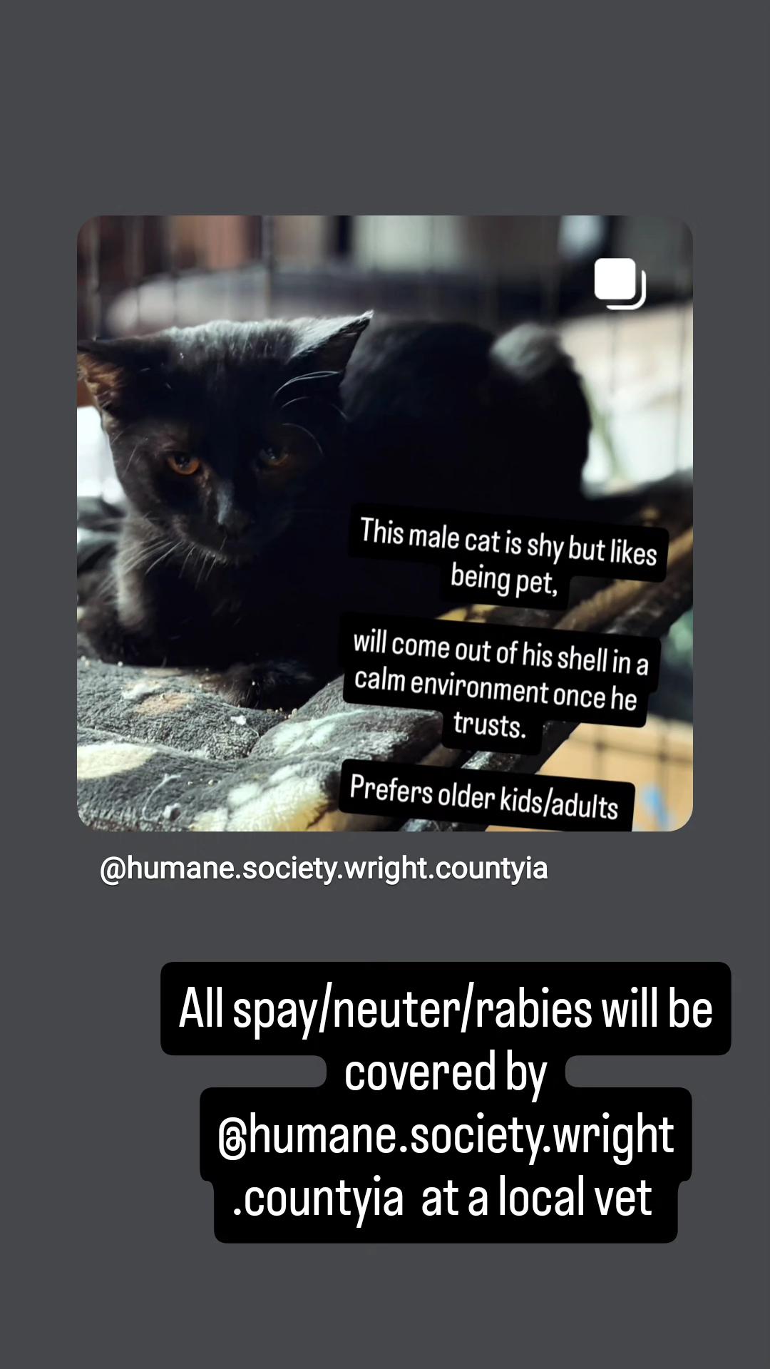 Batman- Shy male cat, Adoptable, Young Male American Shorthair.