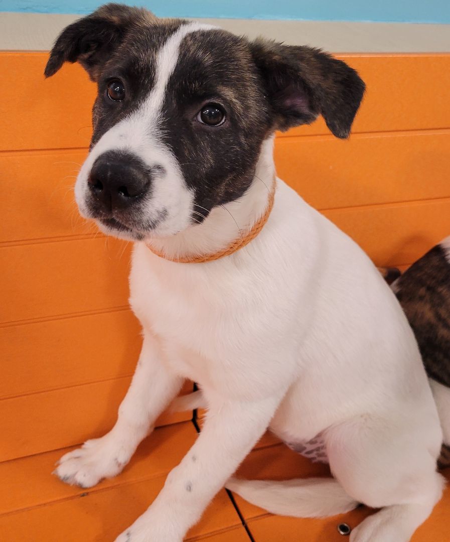 Annie, Adoptable, Puppy Female Australian Cattle Dog / Blue Heeler & Terrier.