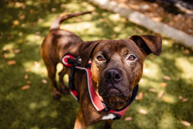 LUCKY, Adoptable, Adult Male Pit Bull Terrier & Plott Hound.