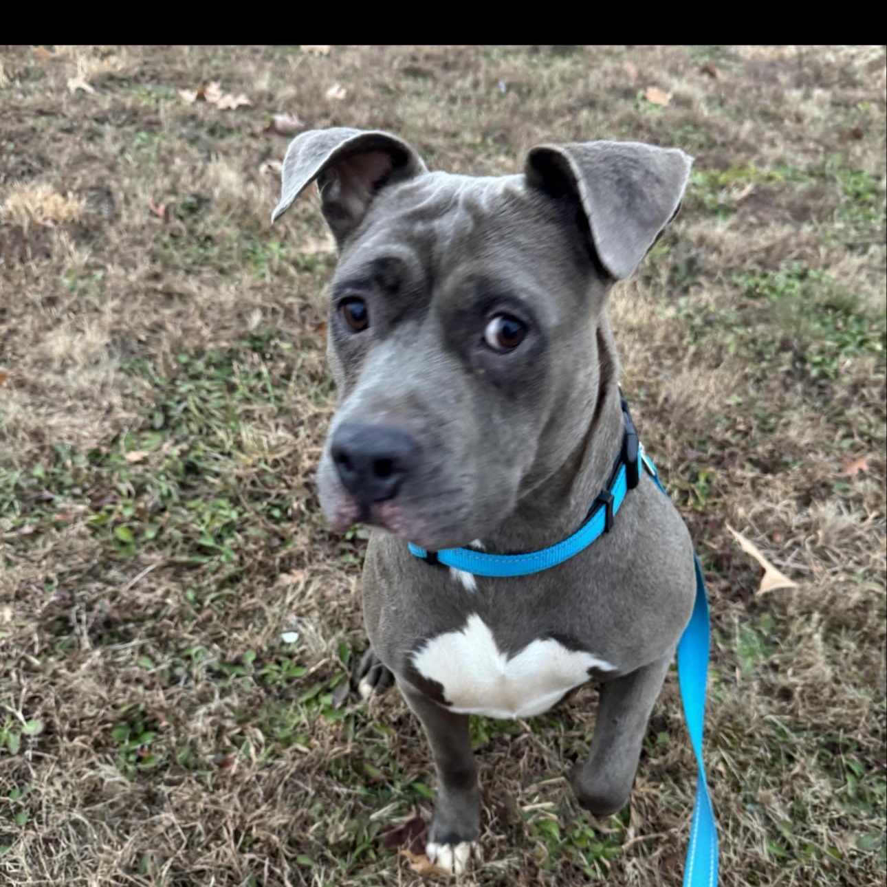 Junie, ADOPTABLE, Adult Female Pit Bull Terrier.