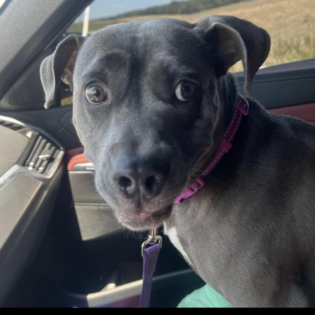 Enlarge Junie, a ADOPTABLE mixed breed in Huntersville , NC image 3/5