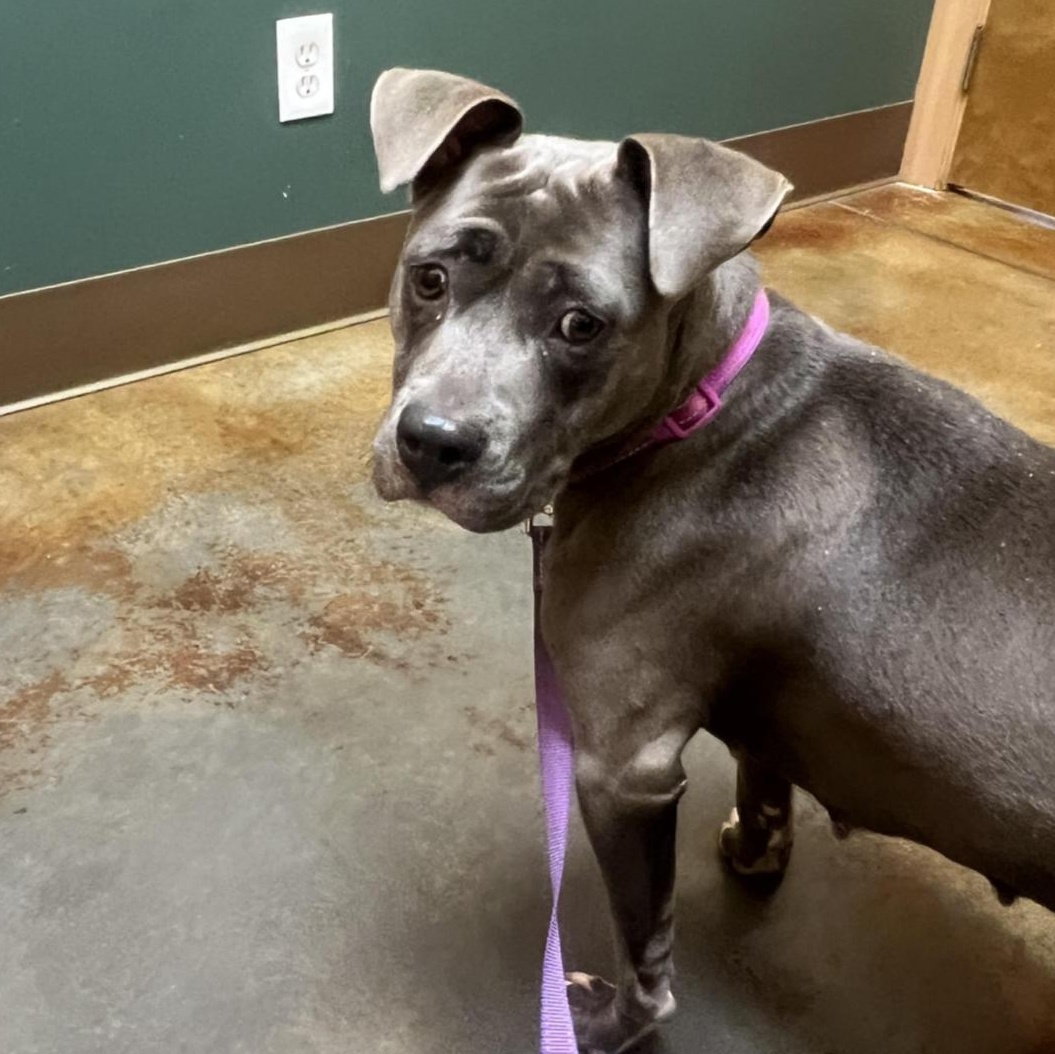 Enlarge Junie, a ADOPTABLE mixed breed in Huntersville , NC image 2/5