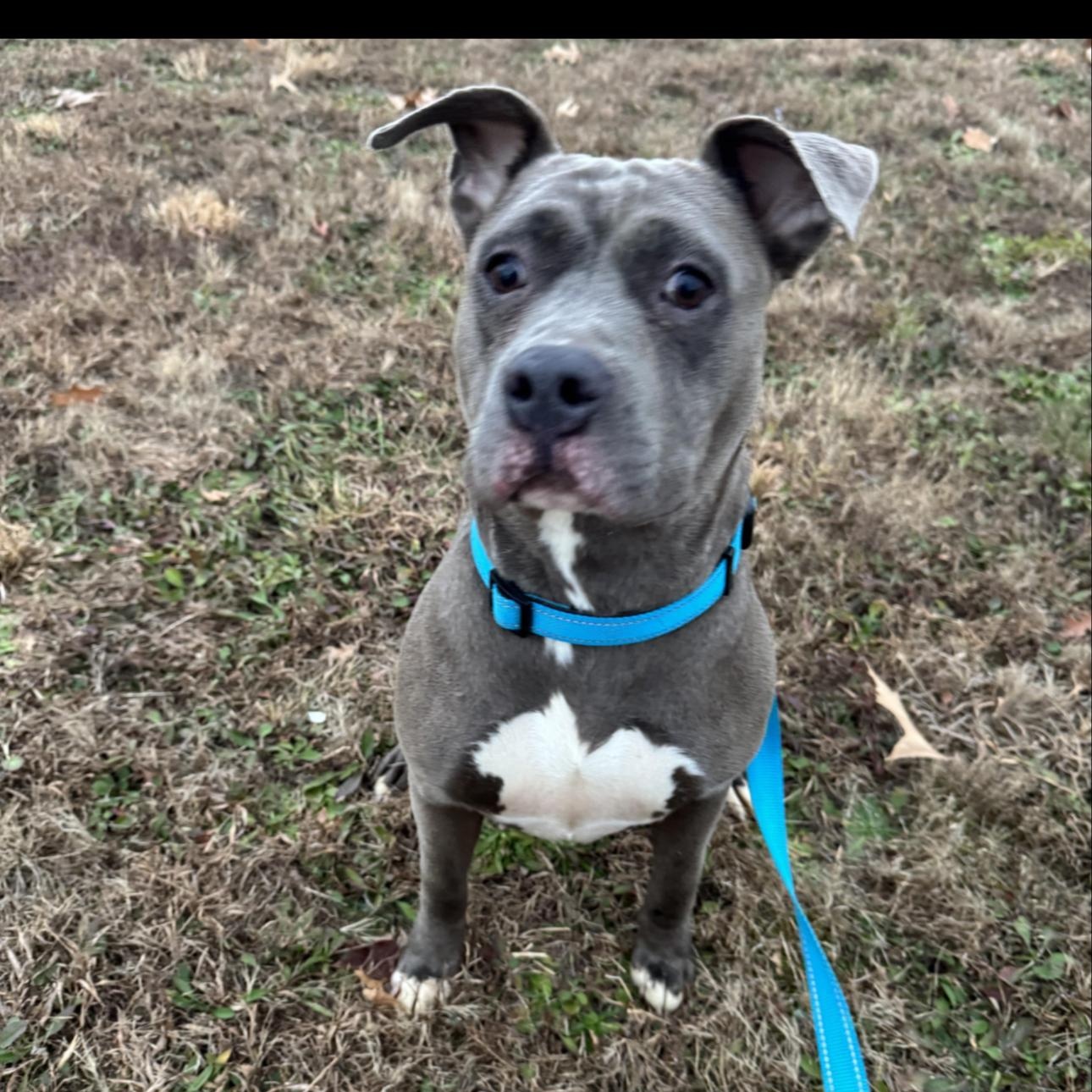Enlarge Junie, a ADOPTABLE mixed breed in Huntersville , NC image 5/5