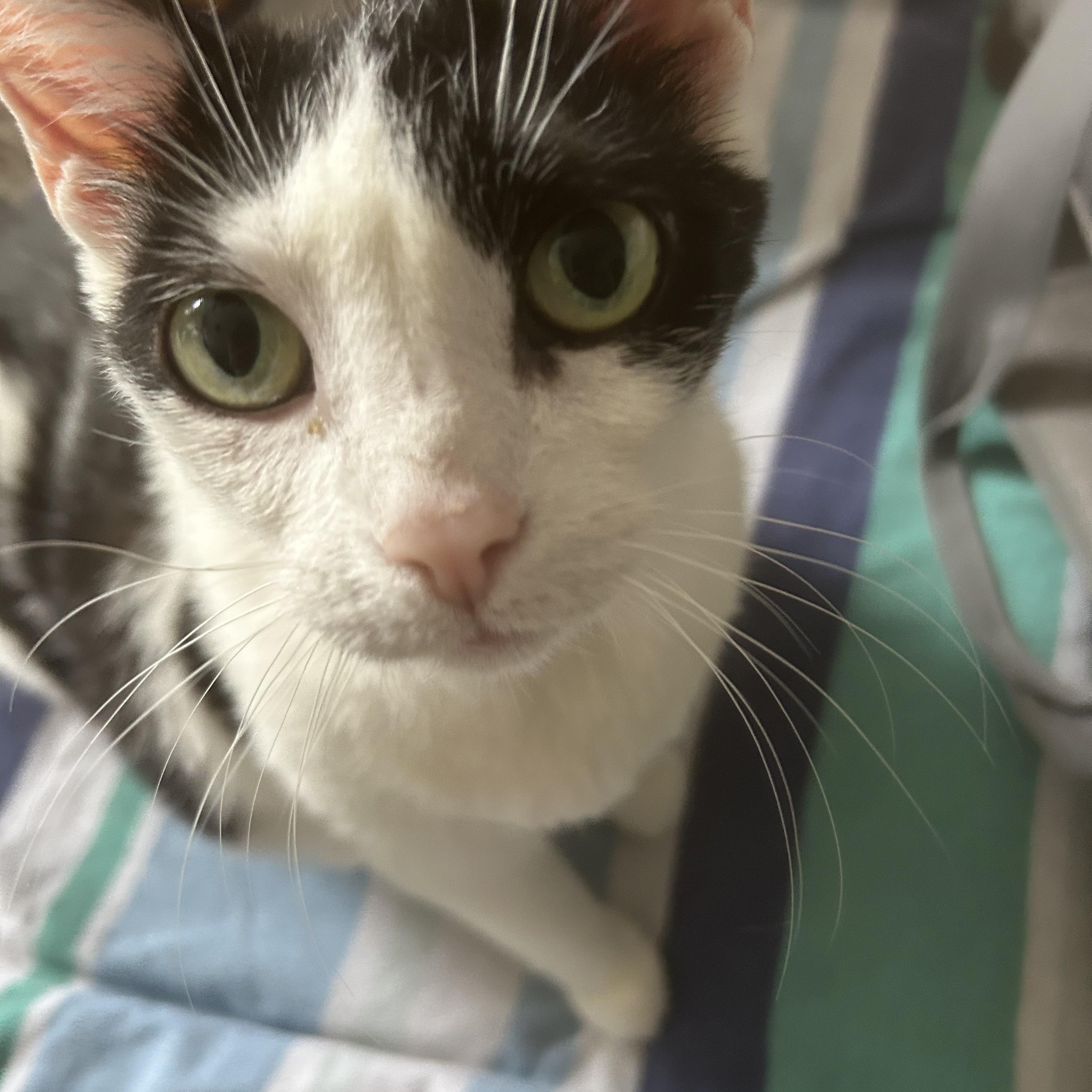 Jersey Girl, Adoptable, Senior Female Domestic Short Hair.