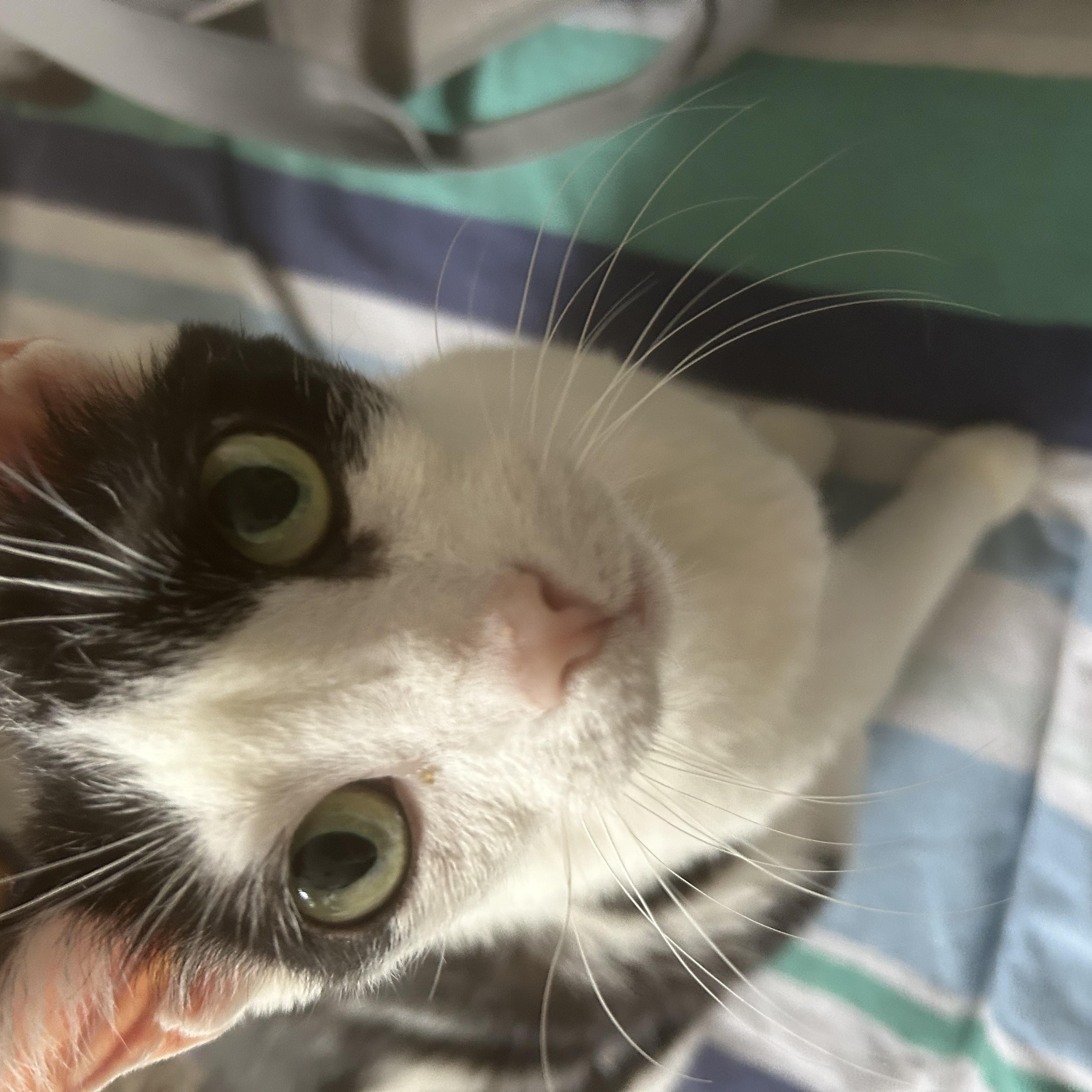 Enlarge Jersey Girl, a Adoptable Domestic Short Hair in Brantford, ON image 4/5