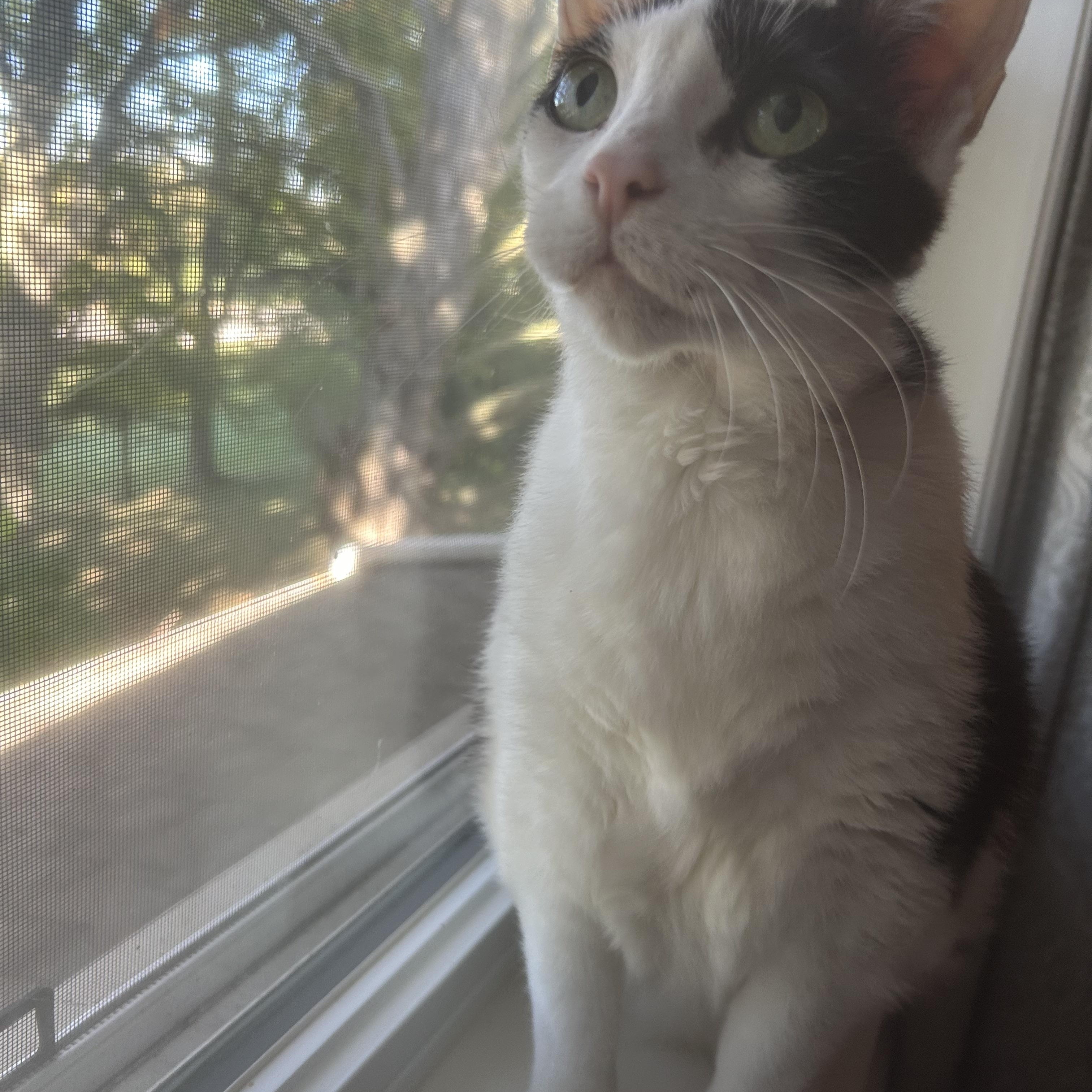 Enlarge Jersey Girl, a Adoptable Domestic Short Hair in Brantford, ON image 6/6