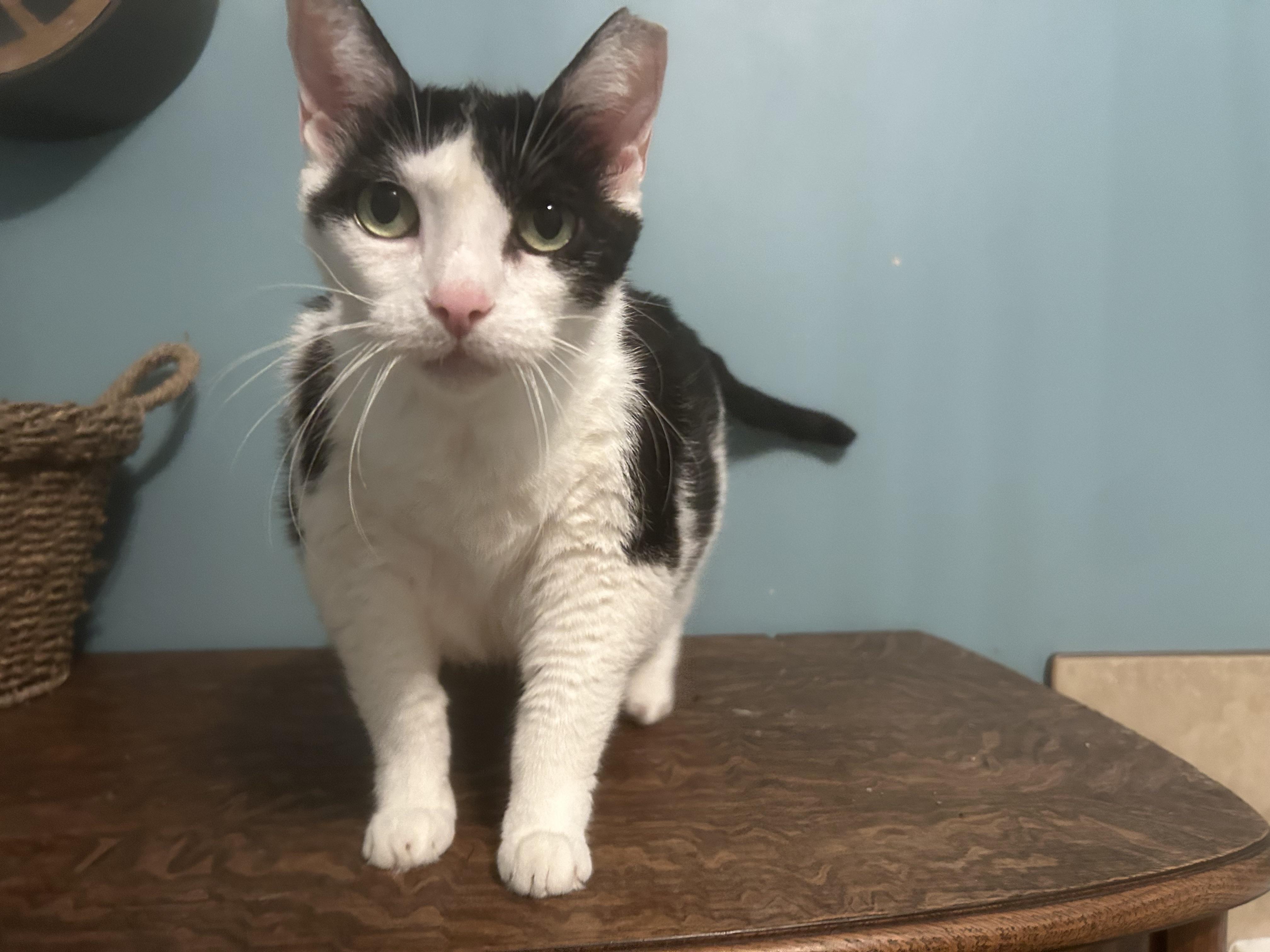 Enlarge Jersey Girl, a Adoptable Domestic Short Hair in Brantford, ON image 3/5