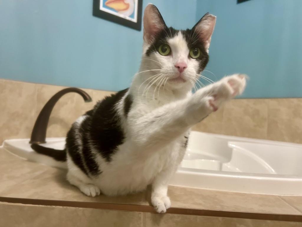 Jersey Girl, Adoptable, Senior Female Domestic Short Hair.