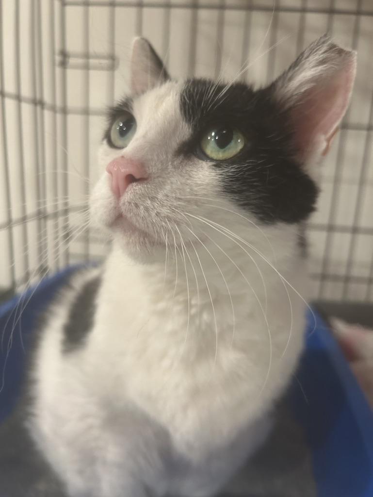 Enlarge Jersey Girl, a Adoptable Domestic Short Hair in Brantford, ON image 5/5