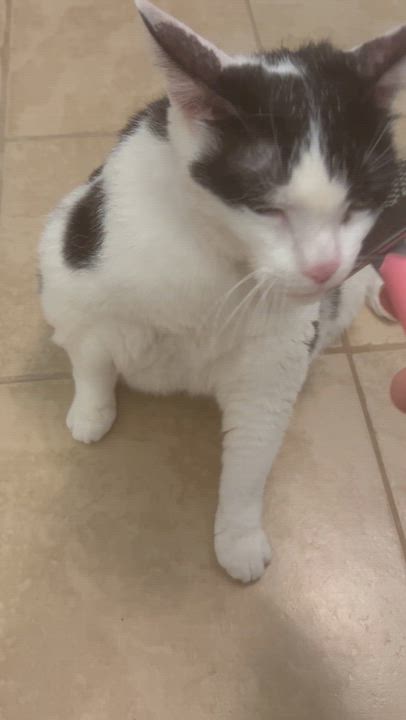 Enlarge Jersey Girl, a Adoptable Domestic Short Hair in Brantford, ON video 2/5