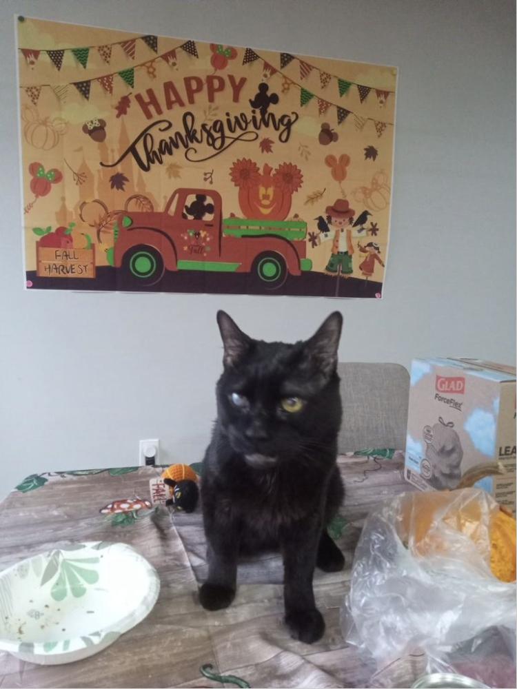 Enlarge Echo, a ADOPTABLE American Shorthair in Brooklyn, NY image 1/1