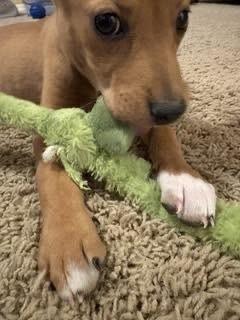 Bee, Adoptable, Puppy Female Terrier.
