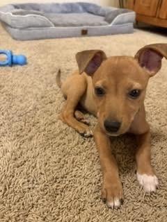 Bee, a Adoptable mixed breed in Colorado Springs, CO image 2/5