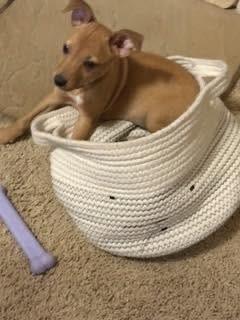 Bee, a Adoptable mixed breed in Colorado Springs, CO image 3/5
