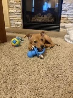 Bee, a Adoptable mixed breed in Colorado Springs, CO image 5/5