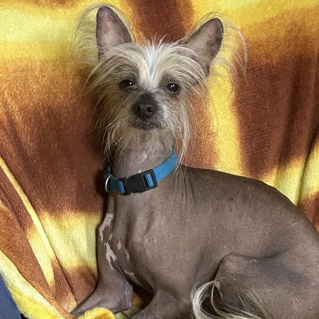 Sir Hairy, Adoptable, Senior Male Chinese Crested Dog.