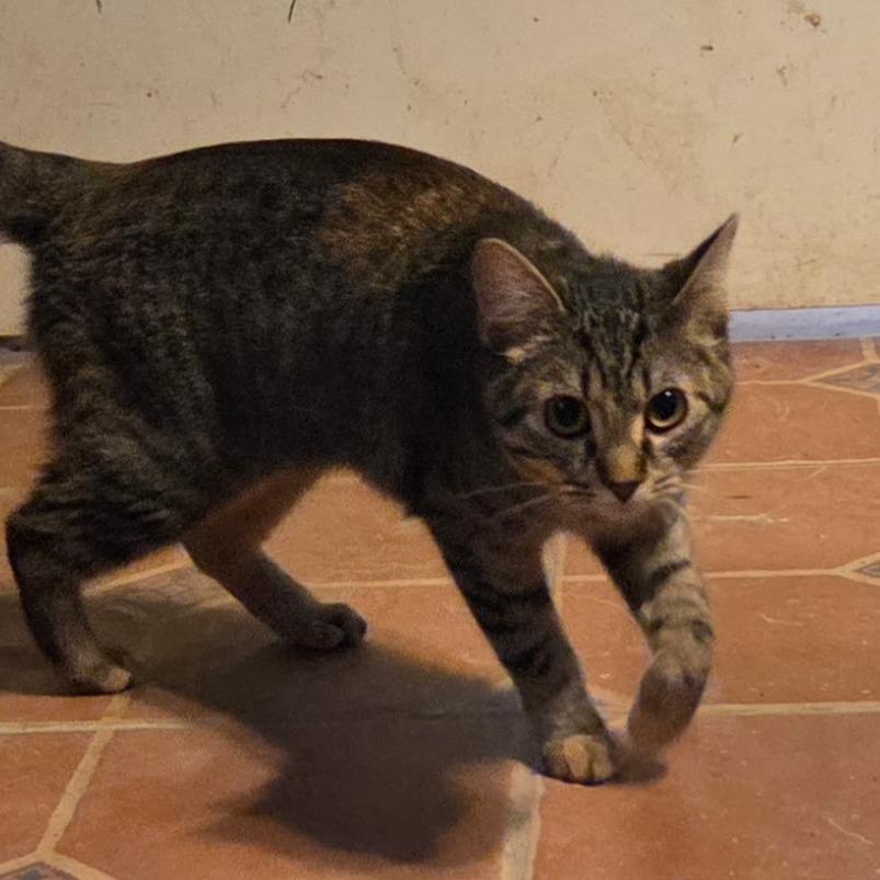 Cornbread, Adoptable, Young Female Domestic Short Hair.