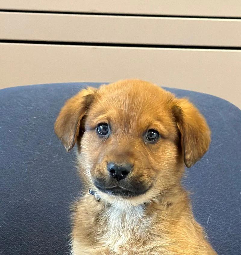 Shake, ADOPTABLE, Puppy Male Labrador Retriever.