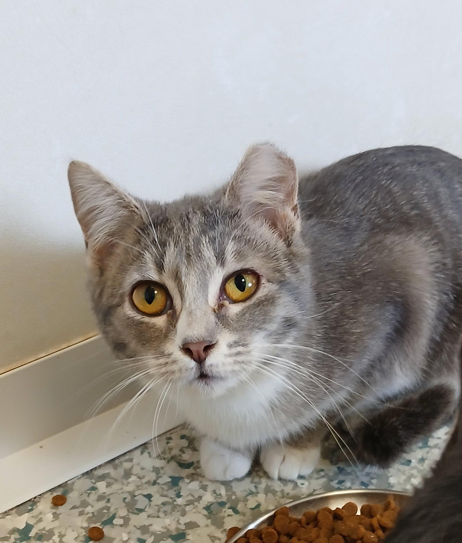 Enlarge Sputnik, a Adoptable mixed breed in Bay City, MI image 1/1