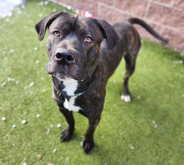 Enlarge DAMU, a Adoptable mixed breed in Minneapolis, MN image 1/1