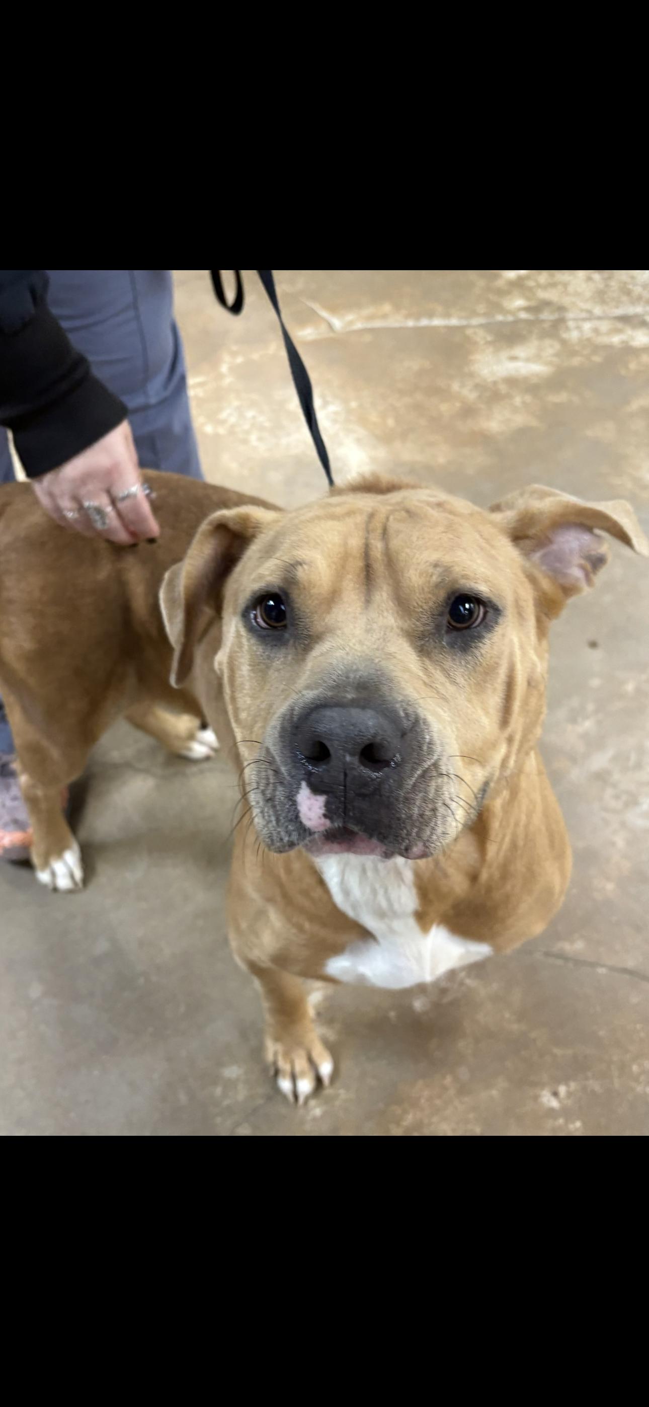 Jasmin, ADOPTABLE, Adult Female Pit Bull Terrier.