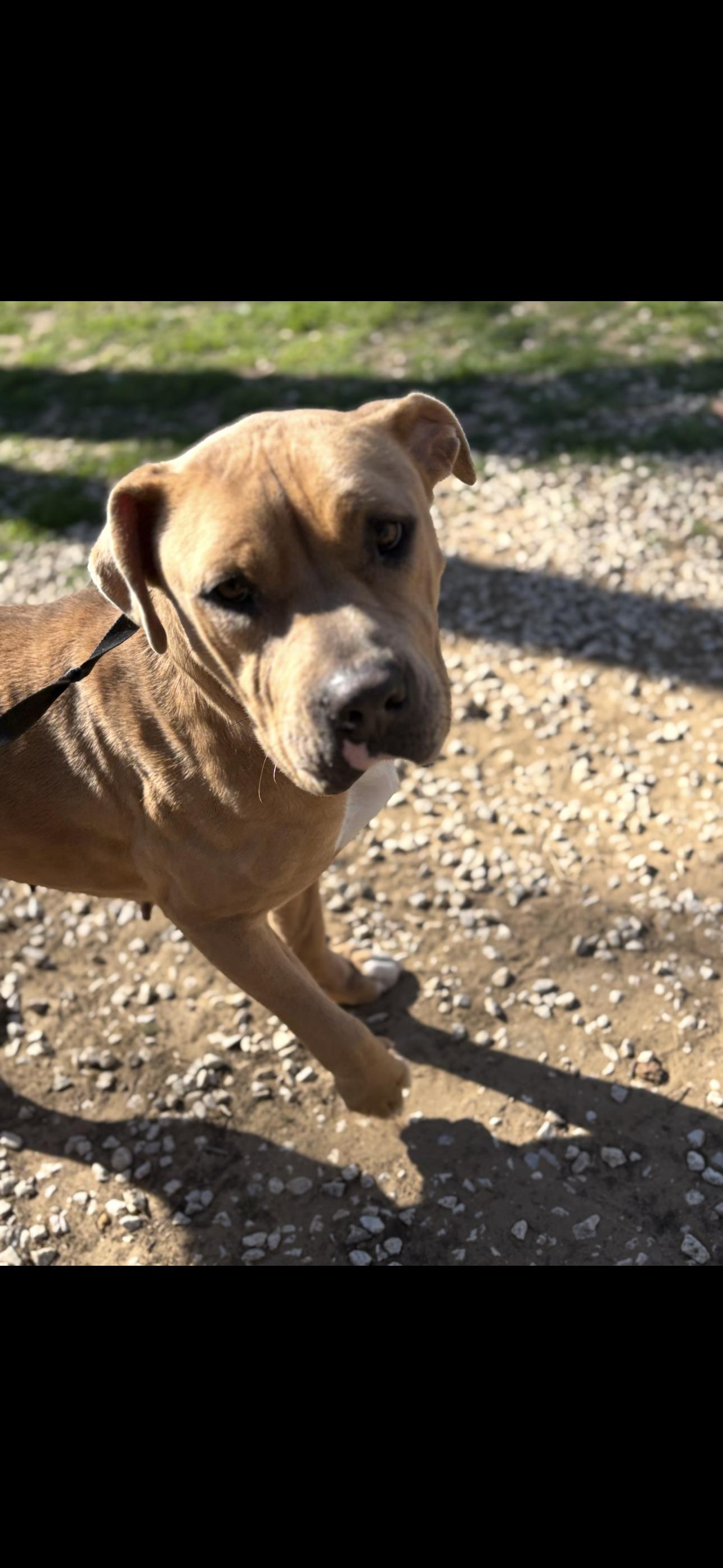 Enlarge Jasmin, a ADOPTABLE mixed breed in Fort Worth, TX image 2/2