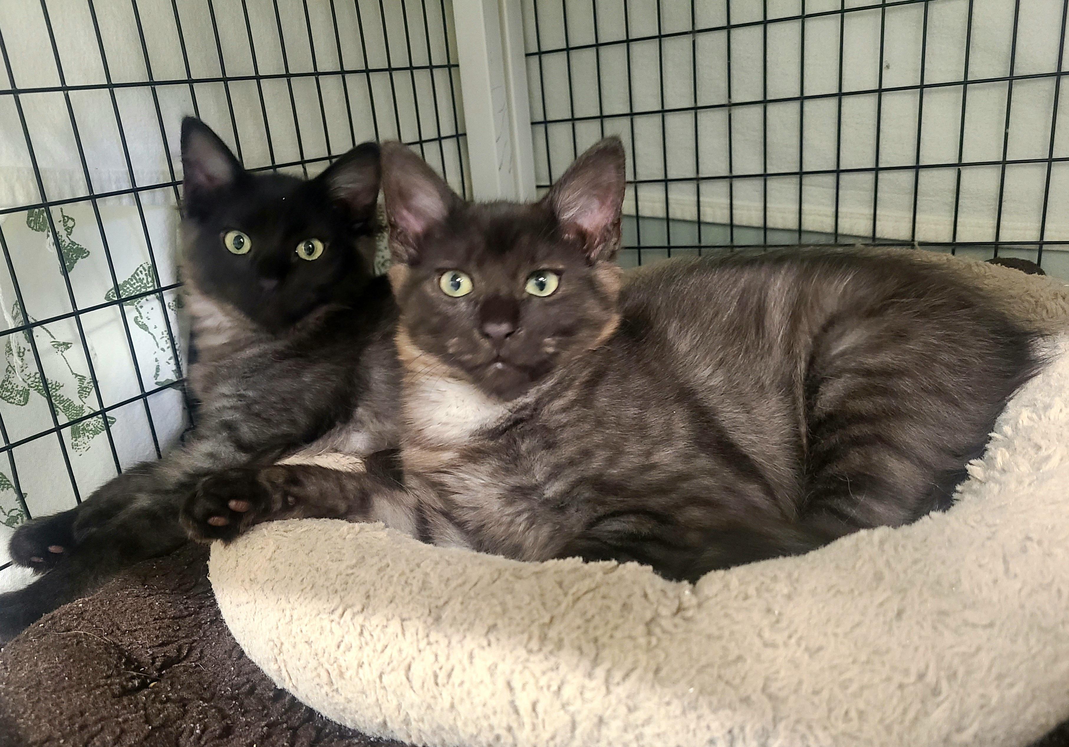 The Bird litter!, adopted, Kitten Male Domestic Medium Hair.