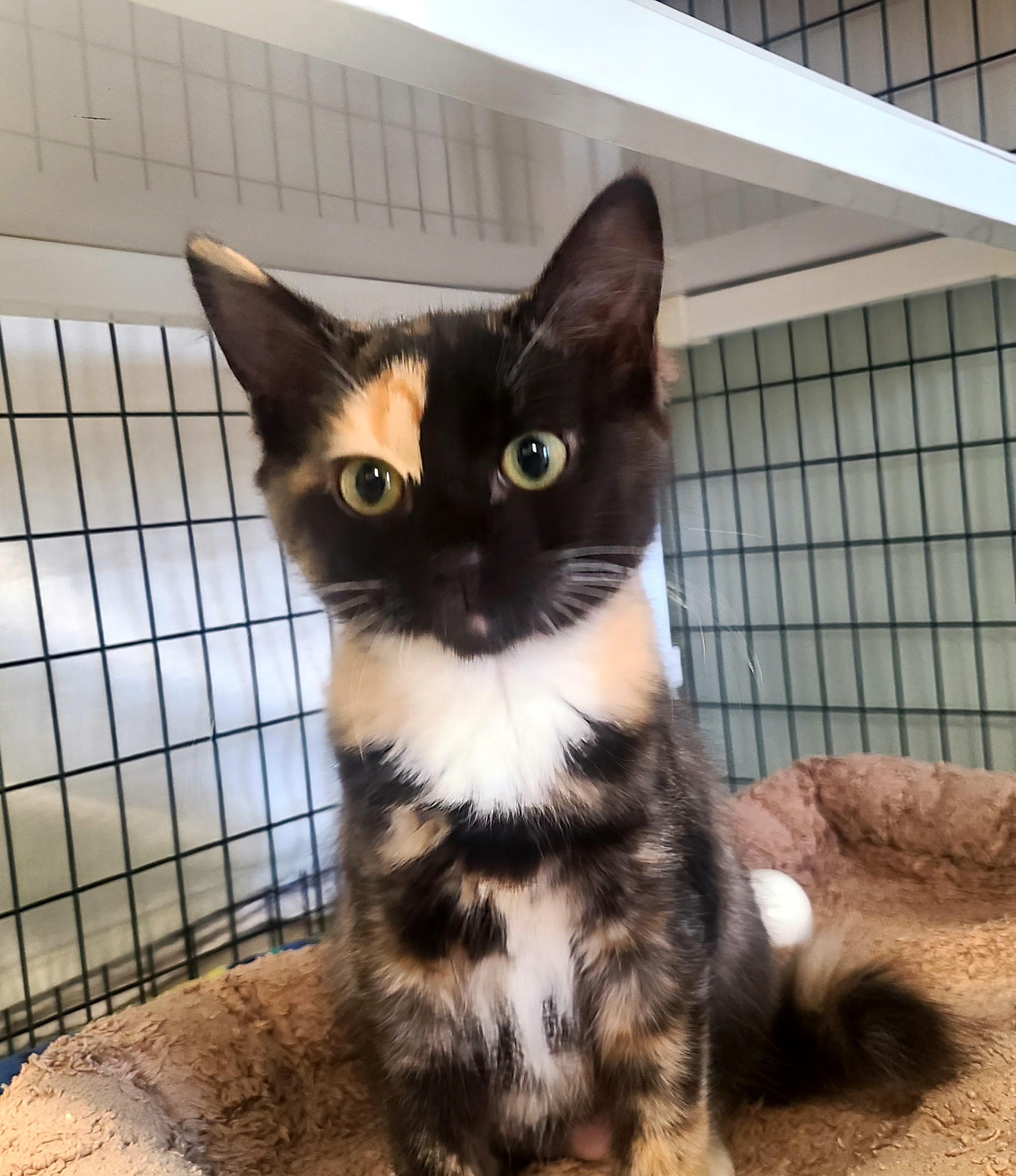 Enlarge The Bird litter!, an adopted Domestic Medium Hair in Kirkland, WA image 2/3