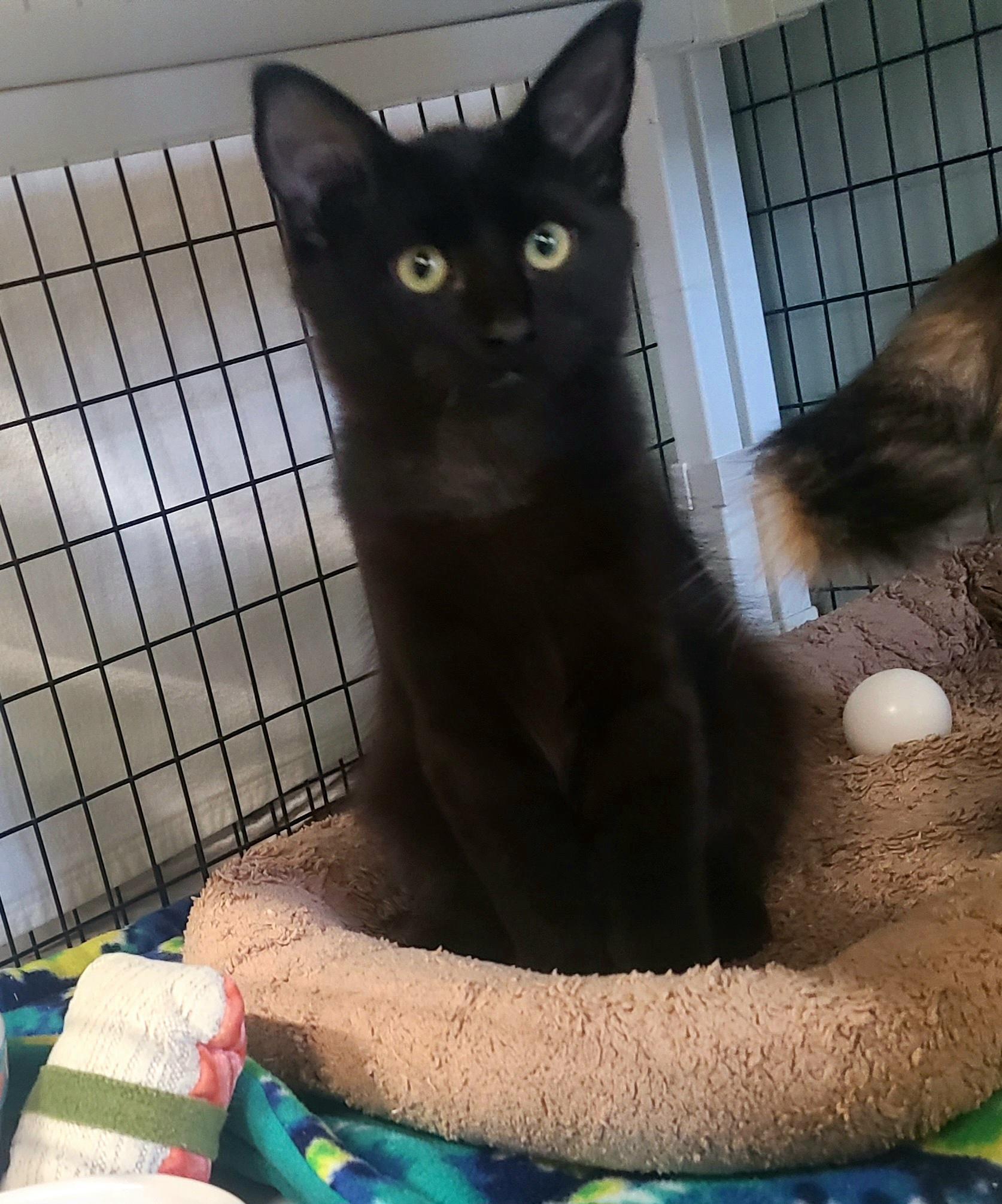 Enlarge The Bird litter!, an adopted Domestic Medium Hair in Kirkland, WA image 3/3