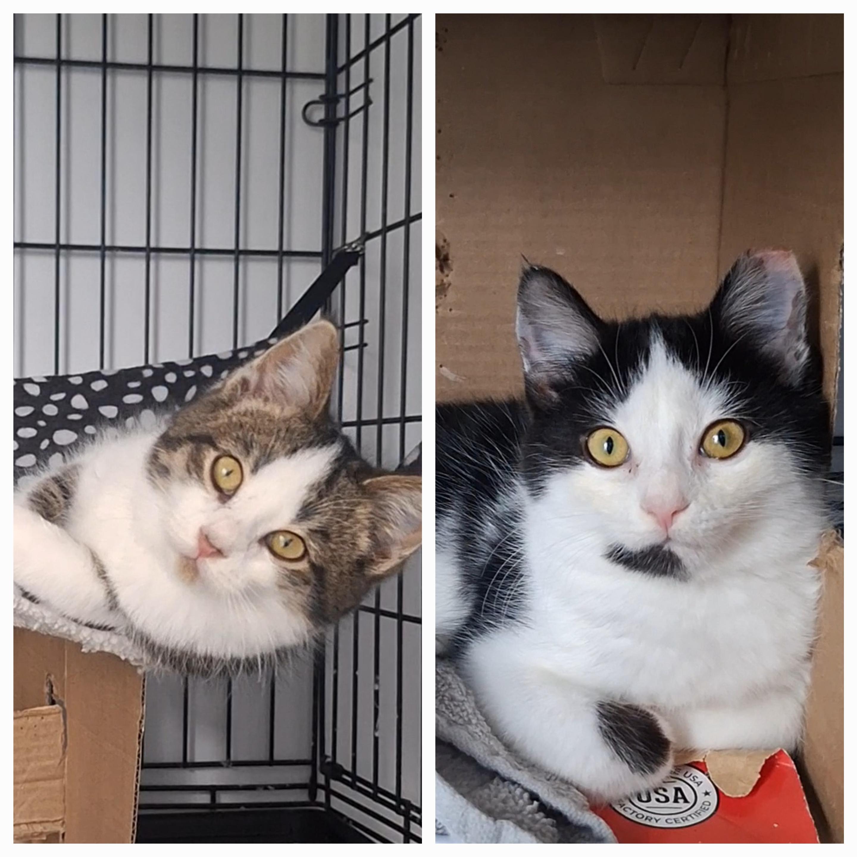 Herman+Hope (bonded pair), Adoptable, Kitten Female Domestic Medium Hair.