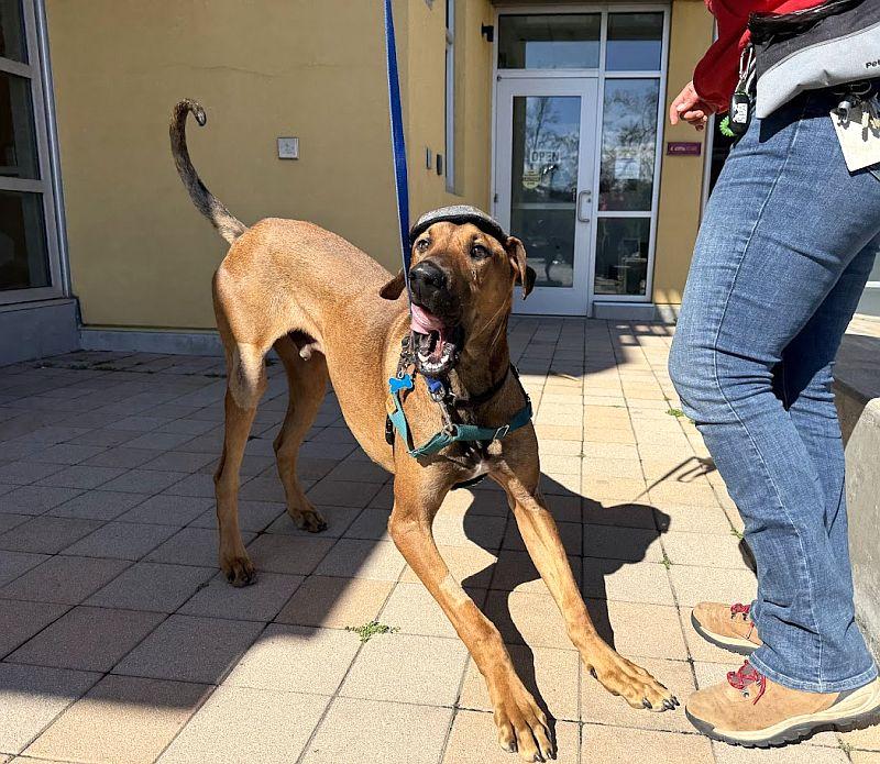 Whatridge, a ADOPTABLE mixed breed in Berkeley, CA image 3/4