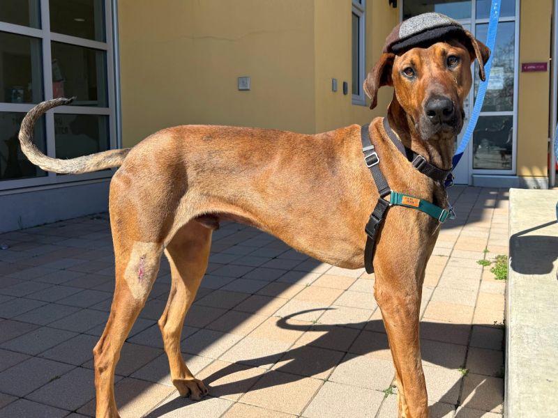 Whatridge, a ADOPTABLE mixed breed in Berkeley, CA image 2/4