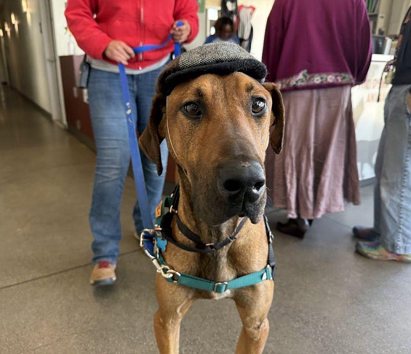 Whatridge, ADOPTABLE, Puppy Male Rhodesian Ridgeback & Great Dane.
