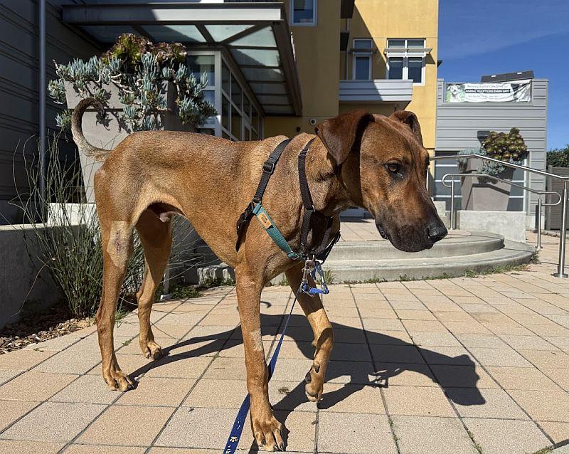 Whatridge, a ADOPTABLE mixed breed in Berkeley, CA image 4/4